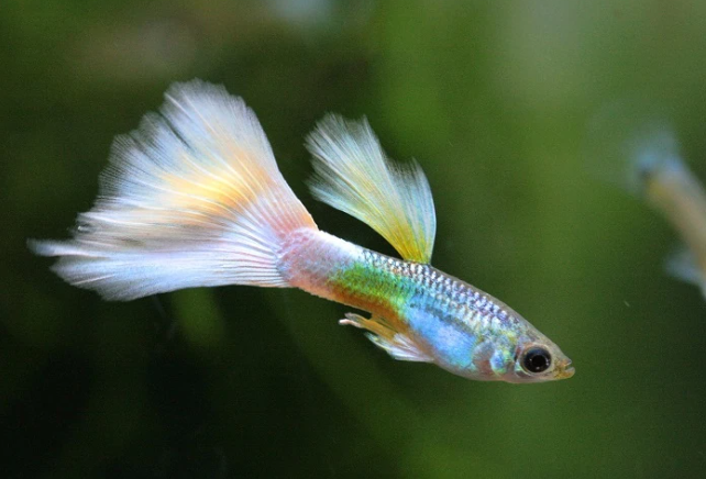 Keberuntungan Di Balik Ikan Guppy Yang Disebut Membawa Hoki
