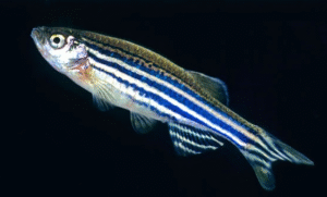 Mengenal Ikan Hoki Zebra Fish Dan Rahasia Di Balik Popularitasnya