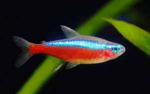 Rahasia Jual Beli Ikan Tetra Neon Yang Membawa Hoki