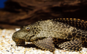 Rahasia Plecostomus Si Pembersih Akuarium Yang Tangguh