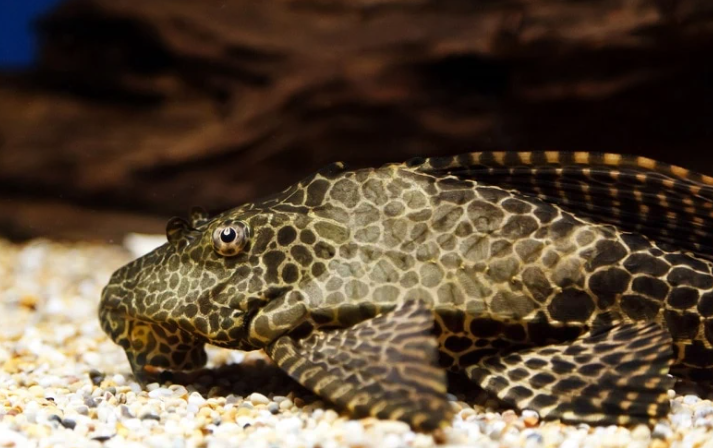 Rahasia Plecostomus Si Pembersih Akuarium Yang Tangguh