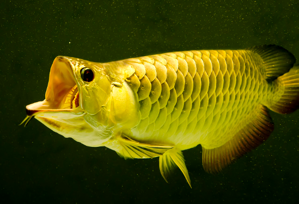 Rahasia Ikan Hoki Arwana Dengan Nilai Filosofinya