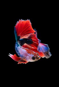 Hello World Featured Image