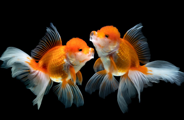 Dunia Jual Beli Ikan Hoki Yang Membawa Keberuntungan