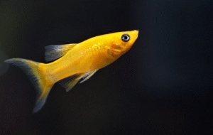 Ikan Molly Hoki Primadona Baru Di Dunia Jual Beli Ikan Hias