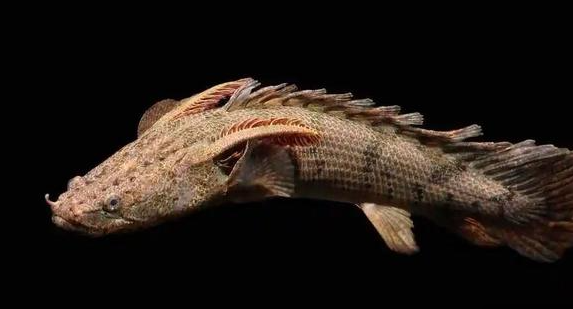 Ikan Palmas Albino Hoki Simbol Keindahan Dan Keberuntungan