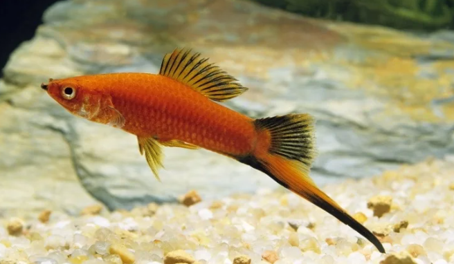 Mengenal Dunia Jual Beli Ikan Pedang Hoki Yang Bernilai Tinggi