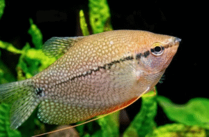 Peluang Jual Beli Ikan Gacor Pearl Gourami Untuk Pebisnis