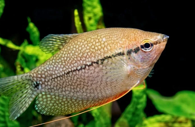 Peluang Jual Beli Ikan Gacor Pearl Gourami Untuk Pebisnis