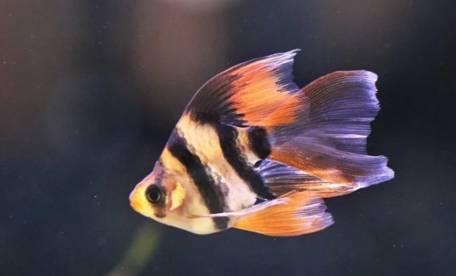 Jual Beli Ikan Gacor Tiger Barb Panduan Lengkap Untuk Pemula
