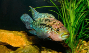 Jual Beli Ikan Jack Dempsey Cichlid Hoki Pengalaman Tips Praktis