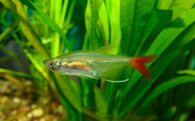 Jual Beli Ikan Hoki Bloodfin Tetra Yang Menawan