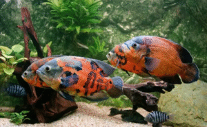 Peluang Emas Dalam Jual Beli Ikan Hoki Oscar Untuk Pecinta Aquascape