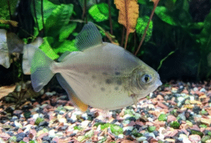 Peluang Dan Strategi Bisnis Ikan Silver Dollar Hoki